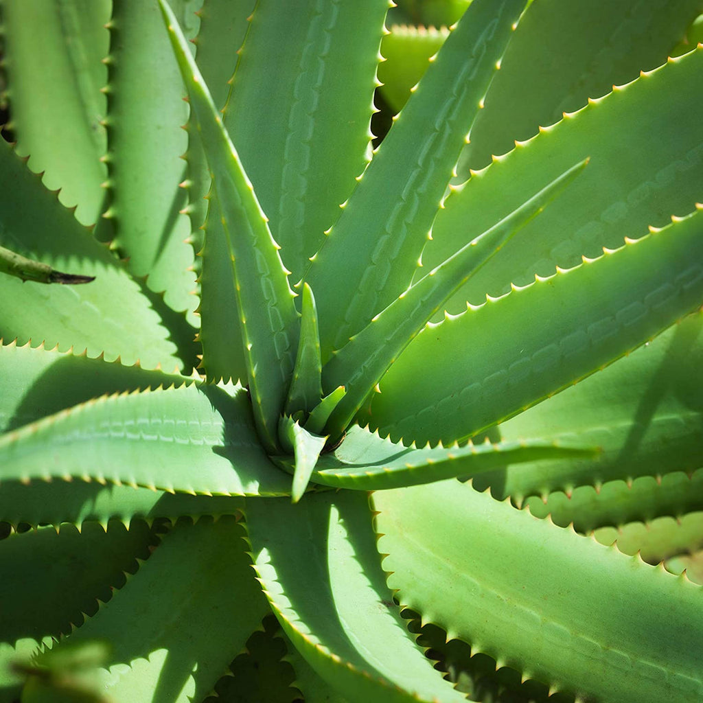 HMPH WTCH HZL A/F ALOE ( 1 X 8 OZ   )