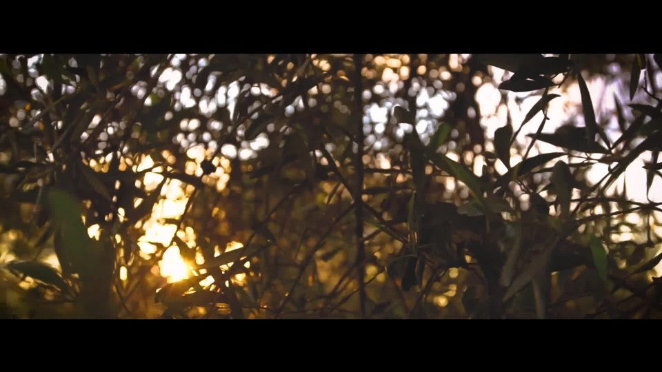 Colavita Balsamic Vinegar (6x17 Oz)